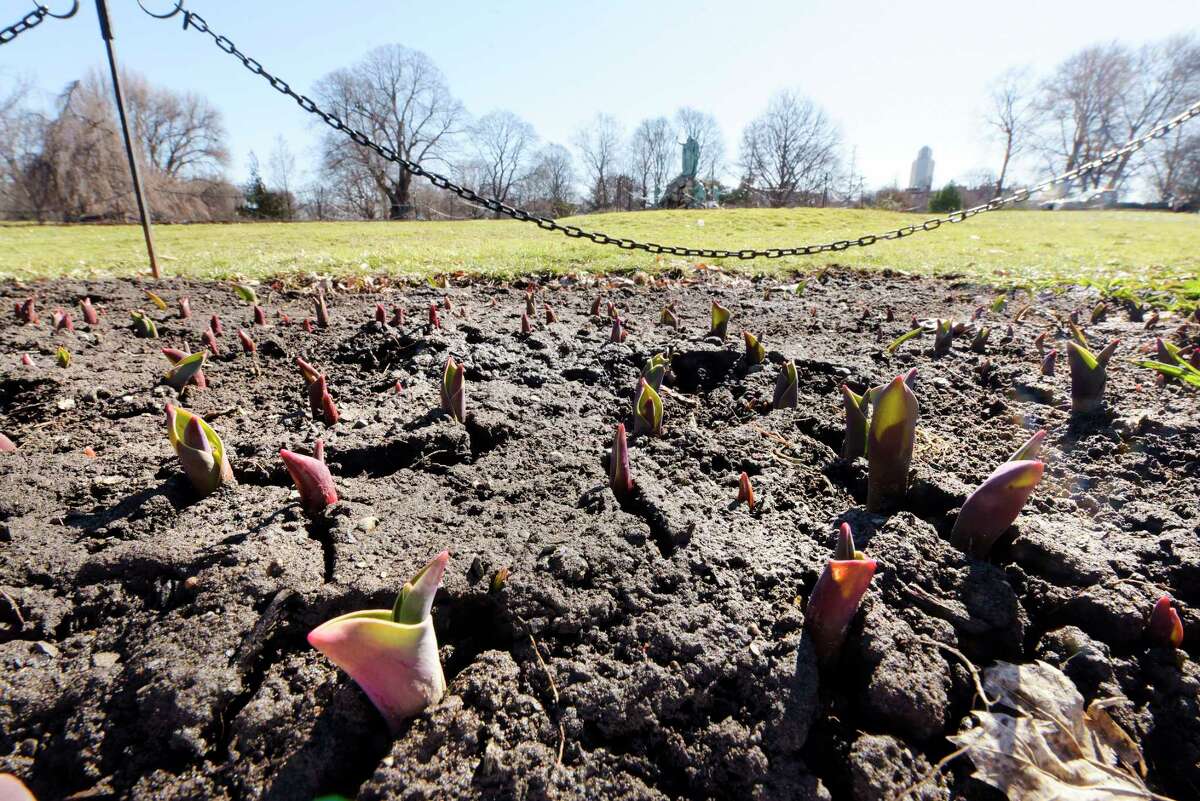 Tulips being to push up through the soil in Washington Park on Monday, March 26, 2018, in Albany, N.Y. (Paul Buckowski/Times Union)