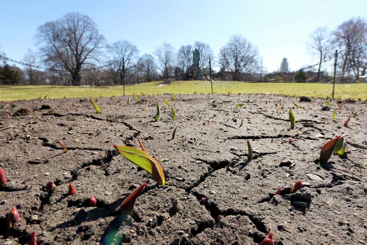 Tulips being to push up through the soil in Washington Park on Monday, March 26, 2018, in Albany, N.Y. (Paul Buckowski/Times Union)