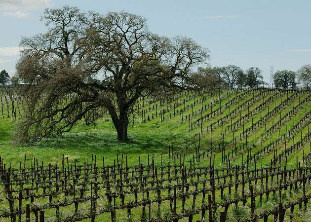 Insider: Top winemaker shares Central California secrets