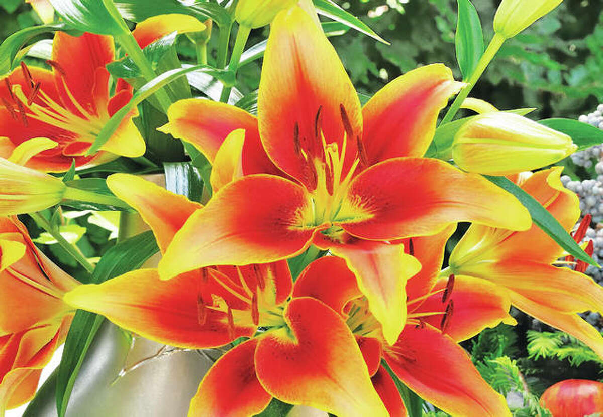 Plant lilies for a summer garden of elegant, fragrant blooms