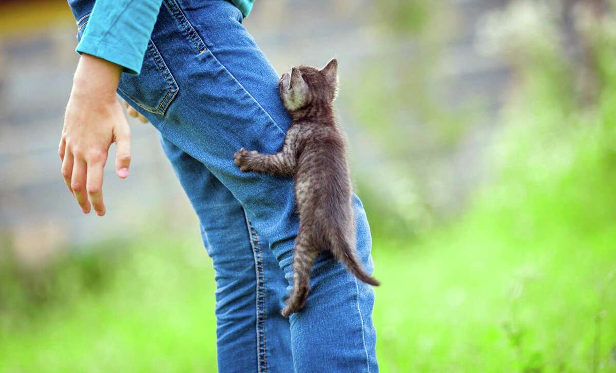 Clingy, climbing cat leaves reader all scratched up
