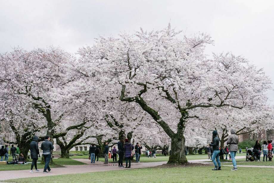 Sign of spring in Seattle It's almost time to see the UW cherry