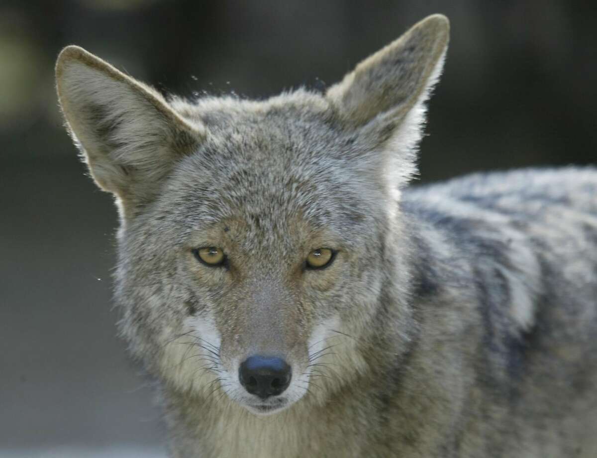 Close encounters of the coyote kind