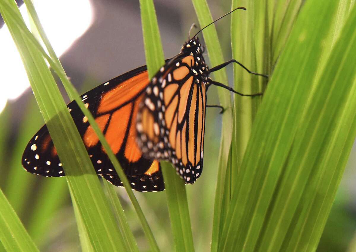 Robert Miller Start locally to help natural world thrive