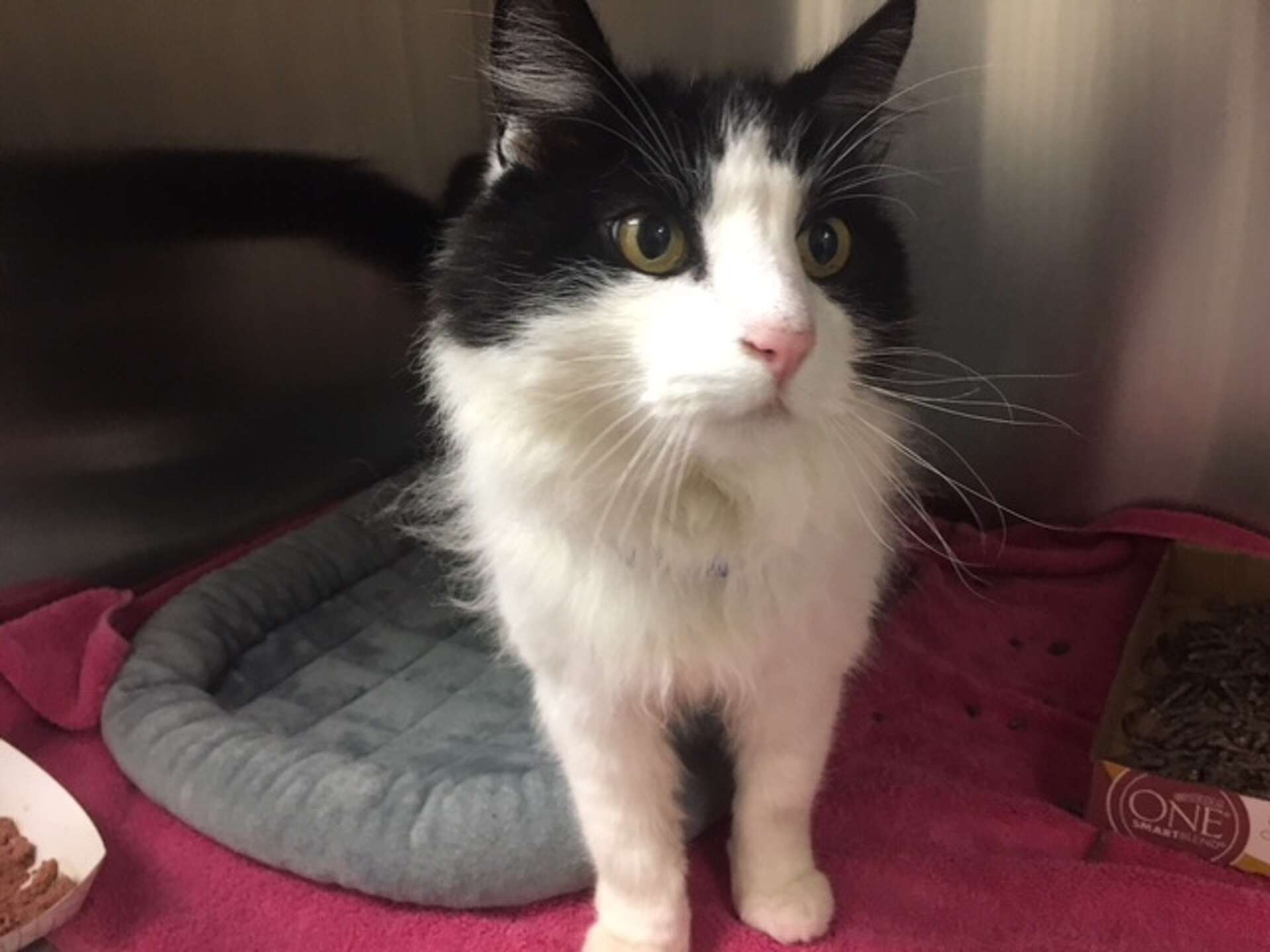 Cat lost from Pacifica home a year ago found roaming Treasure Island