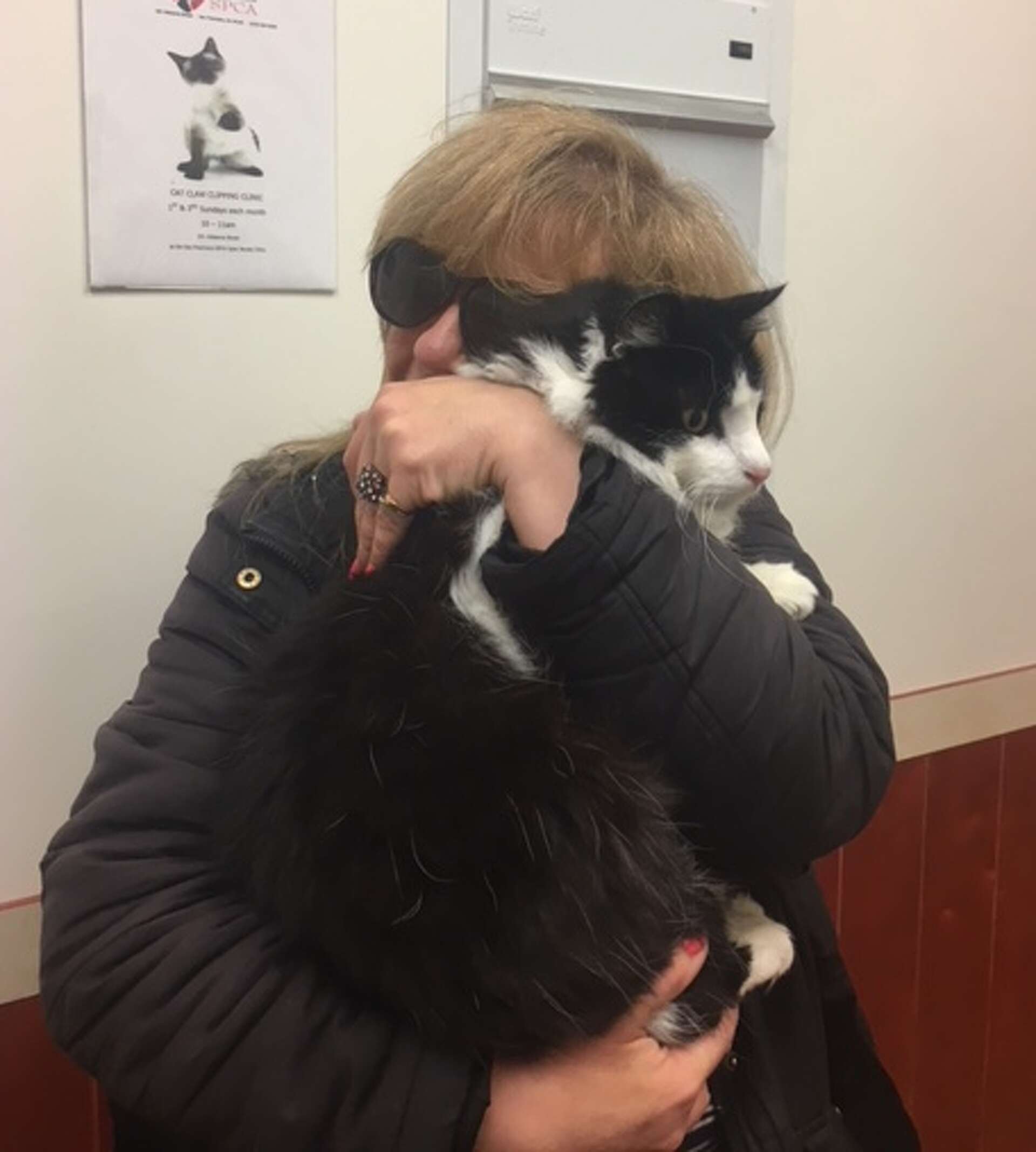 Cat lost from Pacifica home a year ago found roaming Treasure Island