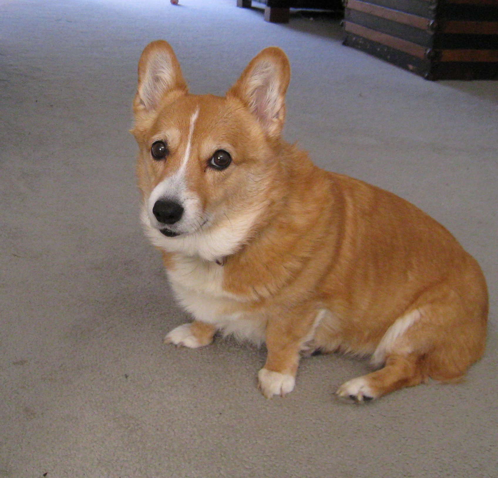 Golden gate corgis clearance