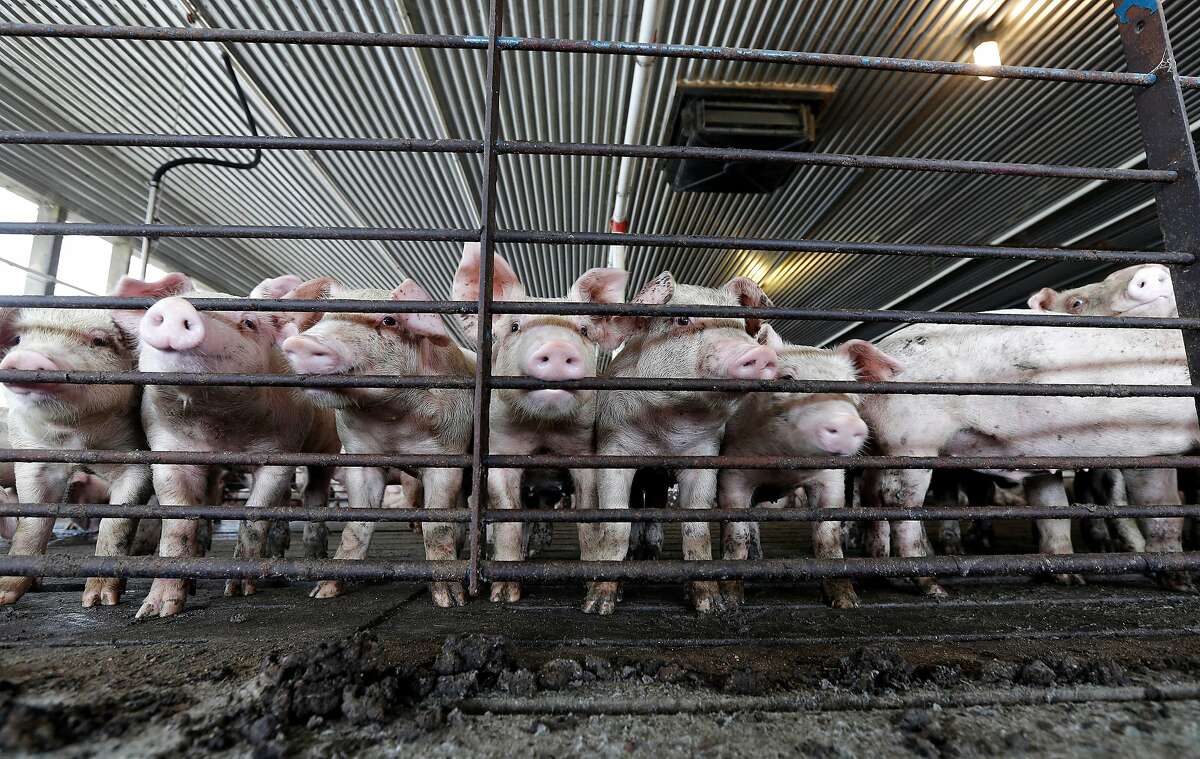 FILE -This July 21, 2017 file photo shows young hogs at Everette Murphrey Farm in Farmville, N.C. A federal lawsuit starting in April 2018, in the country�s No. 2 pork-producing state is the first of a string of cases deciding whether open-air animal waste pits are such a nuisance that neighbors can�t enjoy their own property. The North Carolina trial�s outcome could shake the profits and change production methods of pork producers who have enjoyed legislative protection and promotion in one of the nation�s food centers. (AP Photo/Gerry Broome)