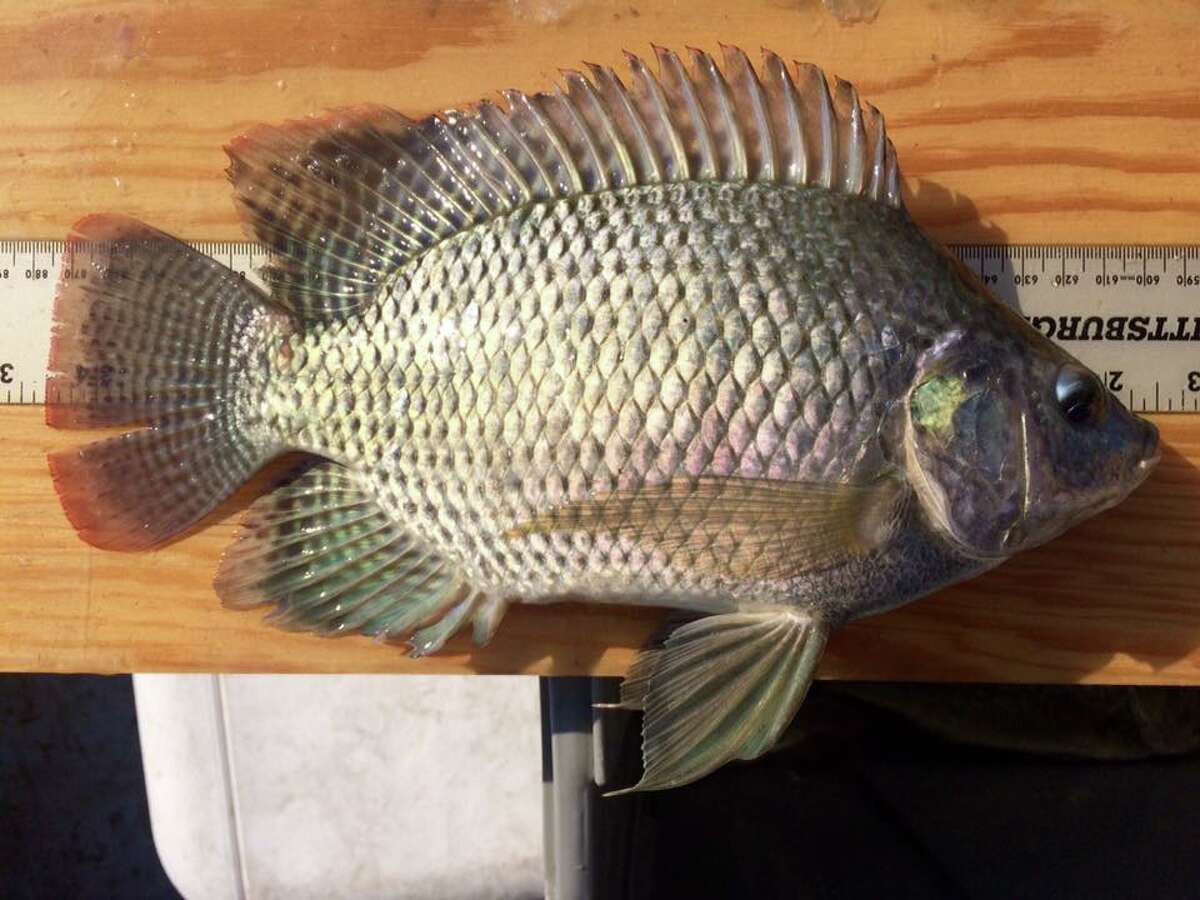 Fishing in the city? Here's what lurks in Houston's Brays Bayou