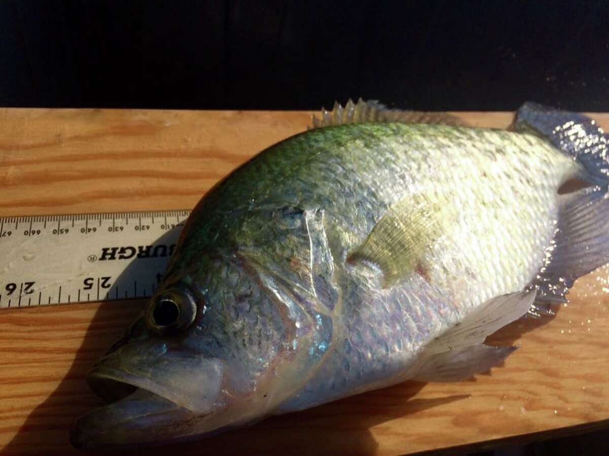 how to catch trophy white crappie fishing planet texas