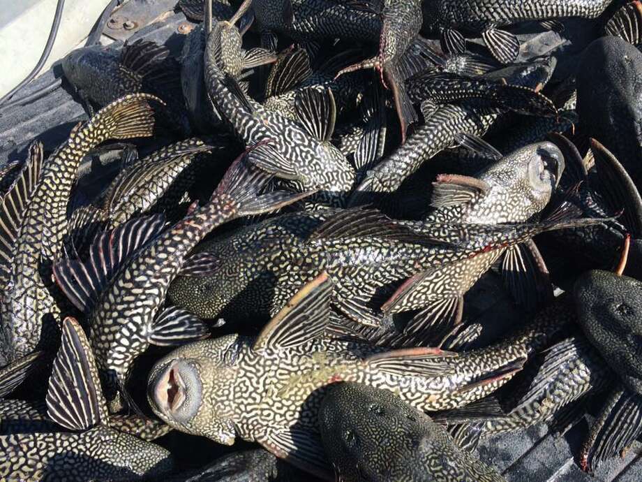 SE Texas is full of invasive species, and humans are helping them