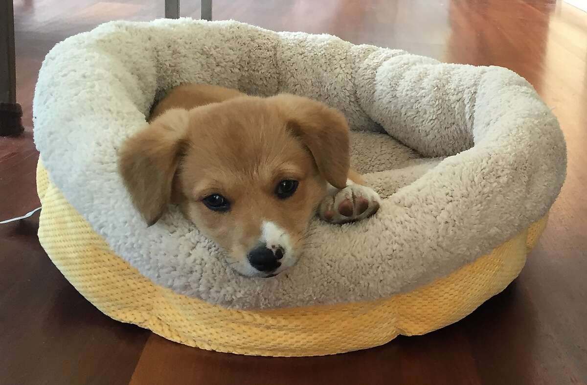 This photo provided by the office of Gov. Jerry Brown on Friday, May 15, 2015 shows two-month-old puppy named Colusa "Lucy." The governor and his wife, Anne Gust Brown, adopted the Pembroke Welsh Corgi and Border Collie mix earlier in the week. The Browns already have an 11-year-old Pembroke Welsh Corgi named Sutter Brown who has a large social media following and is often spotted with the governor. (Office of Gov. Jerry Brown via AP)