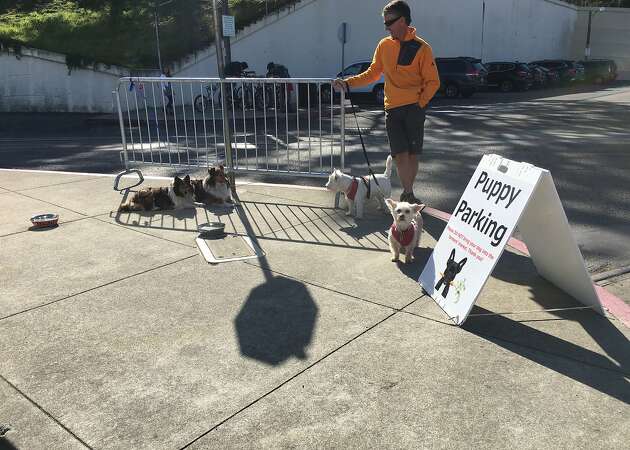 Dog-gone dispute: Farmers' markets struggle to police pooches