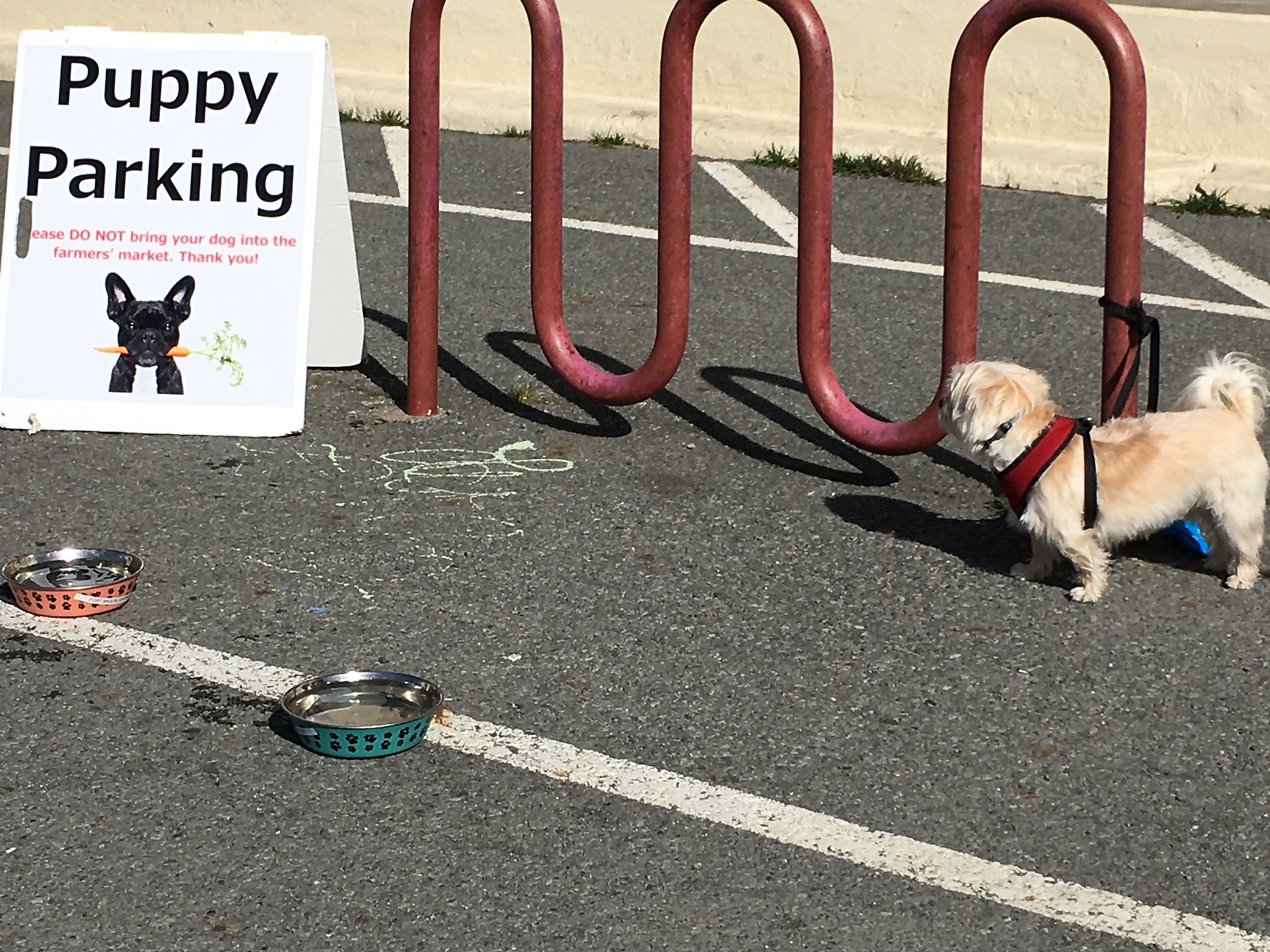 black hawk dog food city farmers