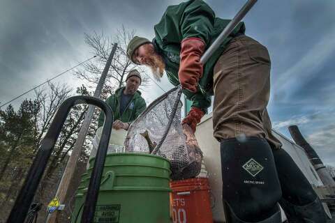 New York investing in its sprawling fish hatchery system