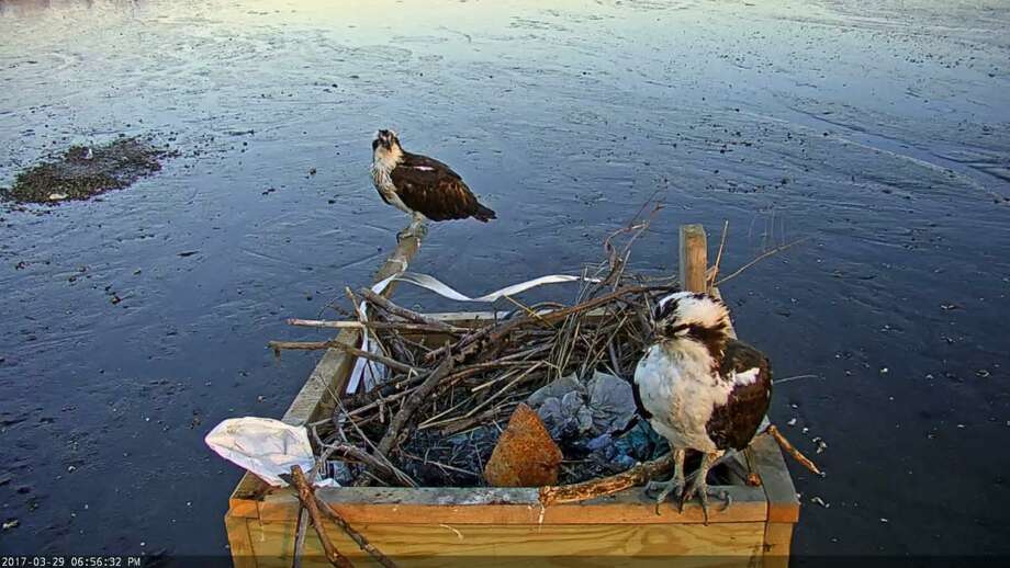 how long do ospreys live