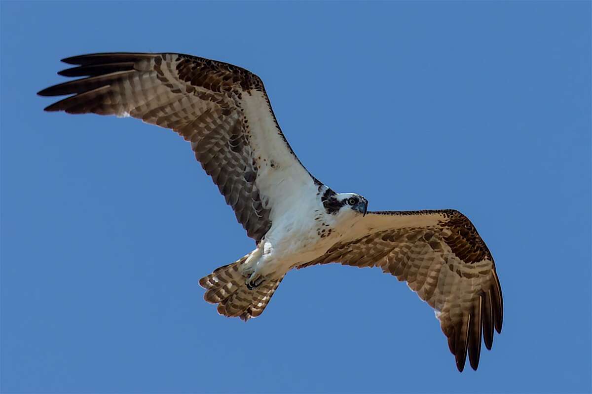 Watch ospreys on Hammonasset Beach live camera