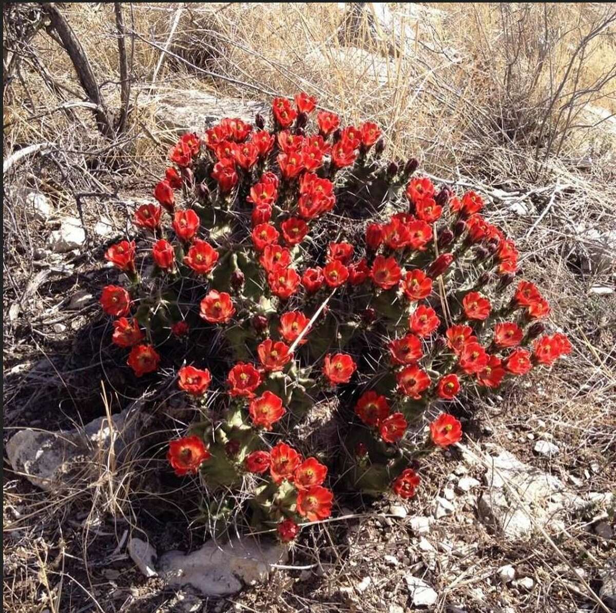 Where in Texas to get the best wildflower photos this spring