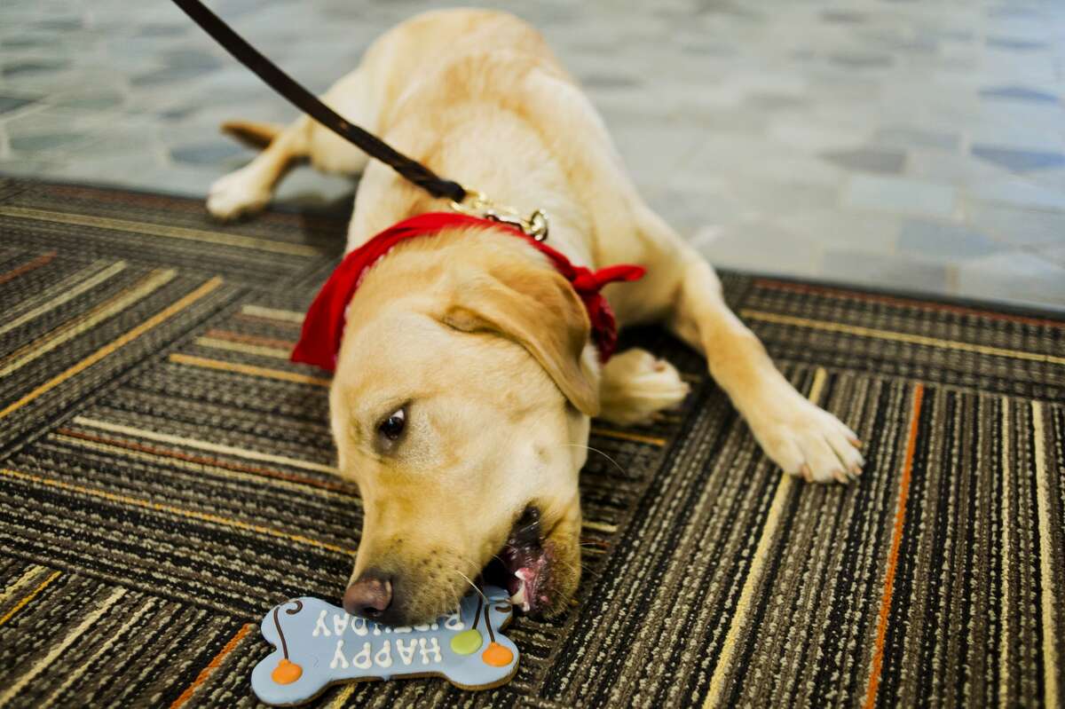 Midland County Probate Court's therapy dog, Courthouse Clyde, enjoys a treat during his first birthday party on Wednesday, April 4, 2018 in the historical lobby inside the Courthouse. (Katy Kildee/kkildee@mdn.net)