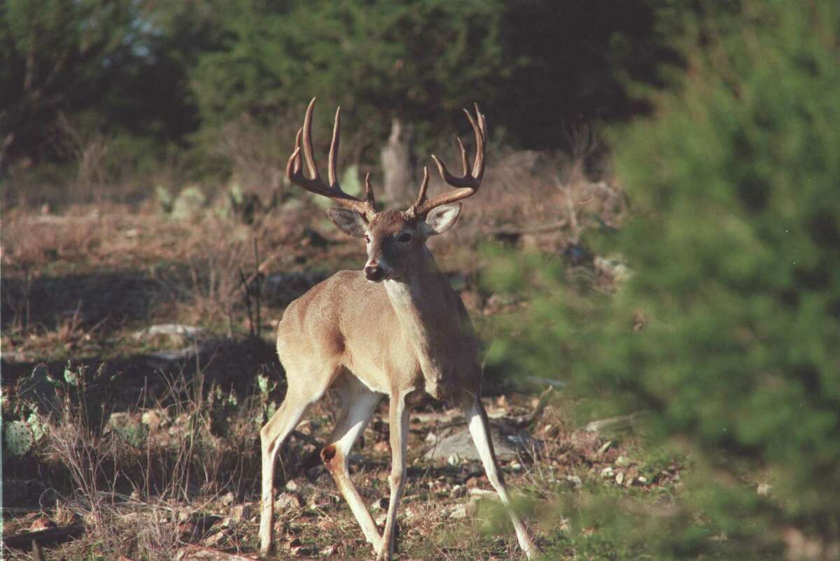 The Texas Parks and Wildlife Department is asking hunters to test their deer for Chronic Wasting Disease after it was discovered in Kimble County, about two hours northwest of San Antonio.