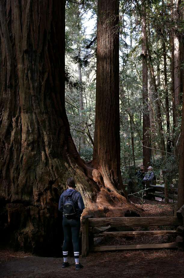 The 5 best spots around Santa Cruz to see redwoods San Francisco