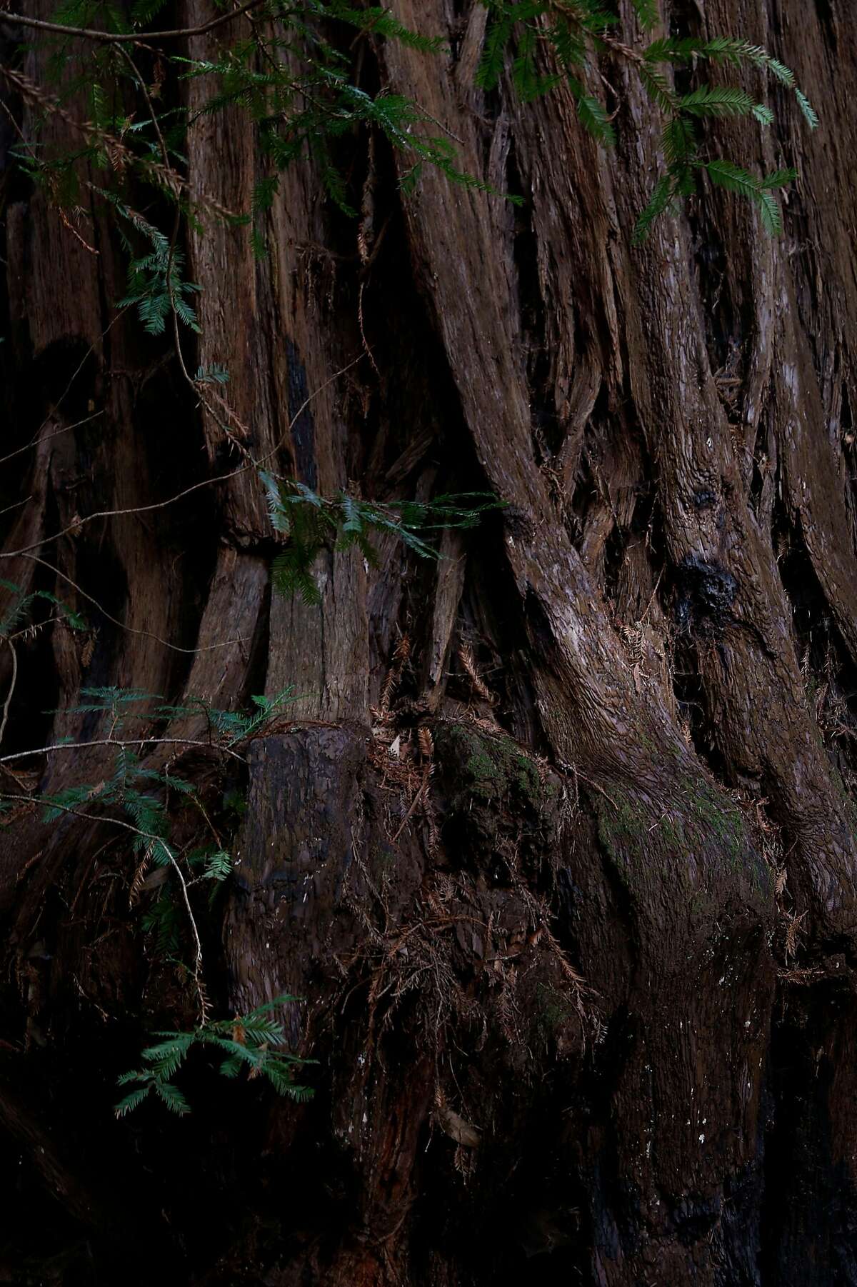 Detail of a huge redwood at Henry Cowell Redwoods State Park, Calif., on Sunday, March 11, 2018.