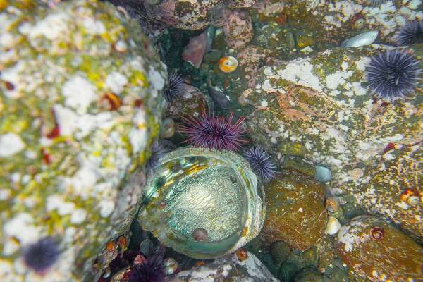 Northern California Divers Battle To Save Abalone With A Giant