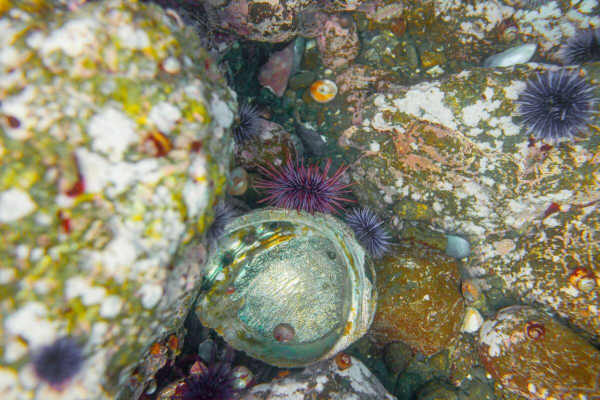 An empty abalone shell lays on the bottom of the ocean floor surrounded by purple sea urchins near Fort Bragg, Calif. Northern California's recreational red abalone season has been closed because of dwindling populations. Funding through diving associations has been secured for professional divers to remove the invasive purple sea urchin from sections of Northern California's coastal waters in an attempt to jump start the growth of kelp and reignite the red abalone population.