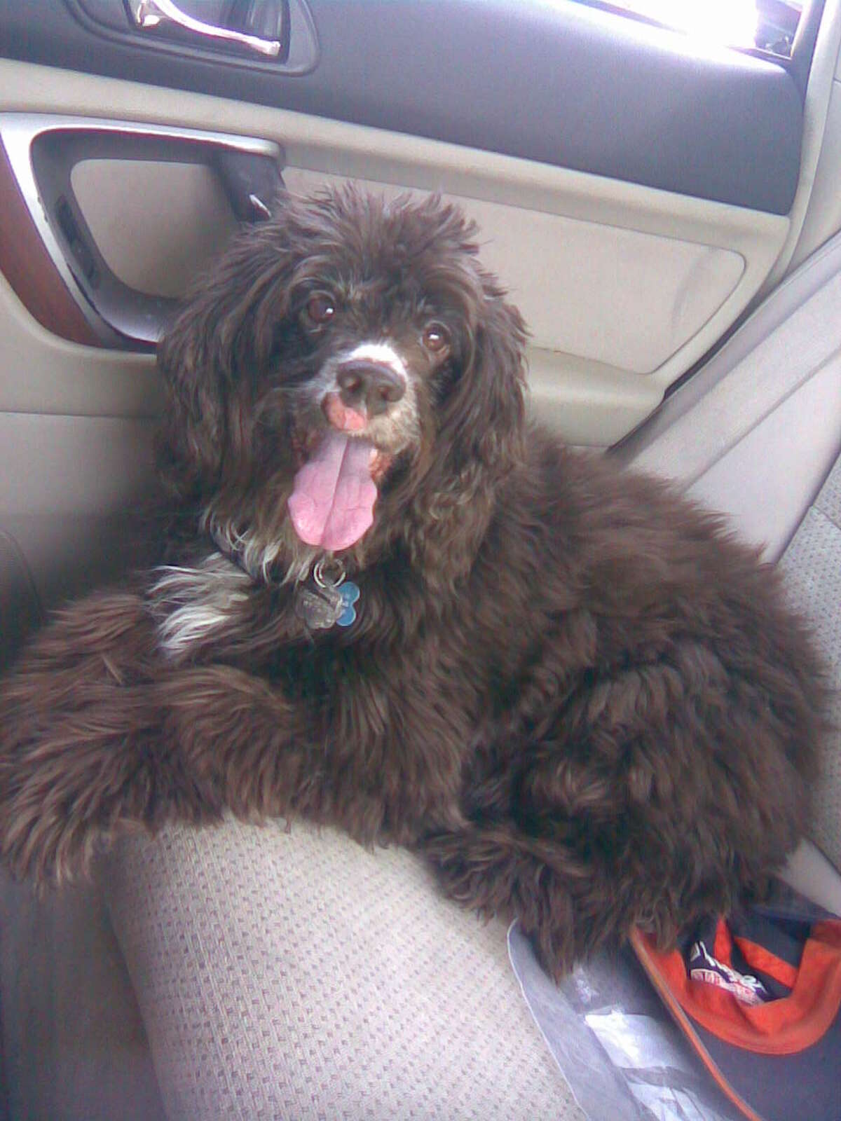 PETS REMEMBERED Gracie Fagan, our dog