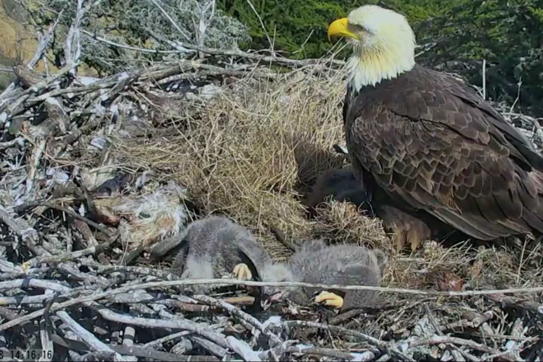 Can A Bald Eagle Kill A Small Dog