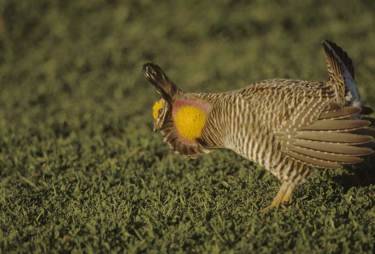 The Attwater Prairie Chicken Refuge near Sealy will host the Booming-N-Blooming festival with tours the refuge, programs and possible sightings of the endangered Attwaters prairie-chicken.