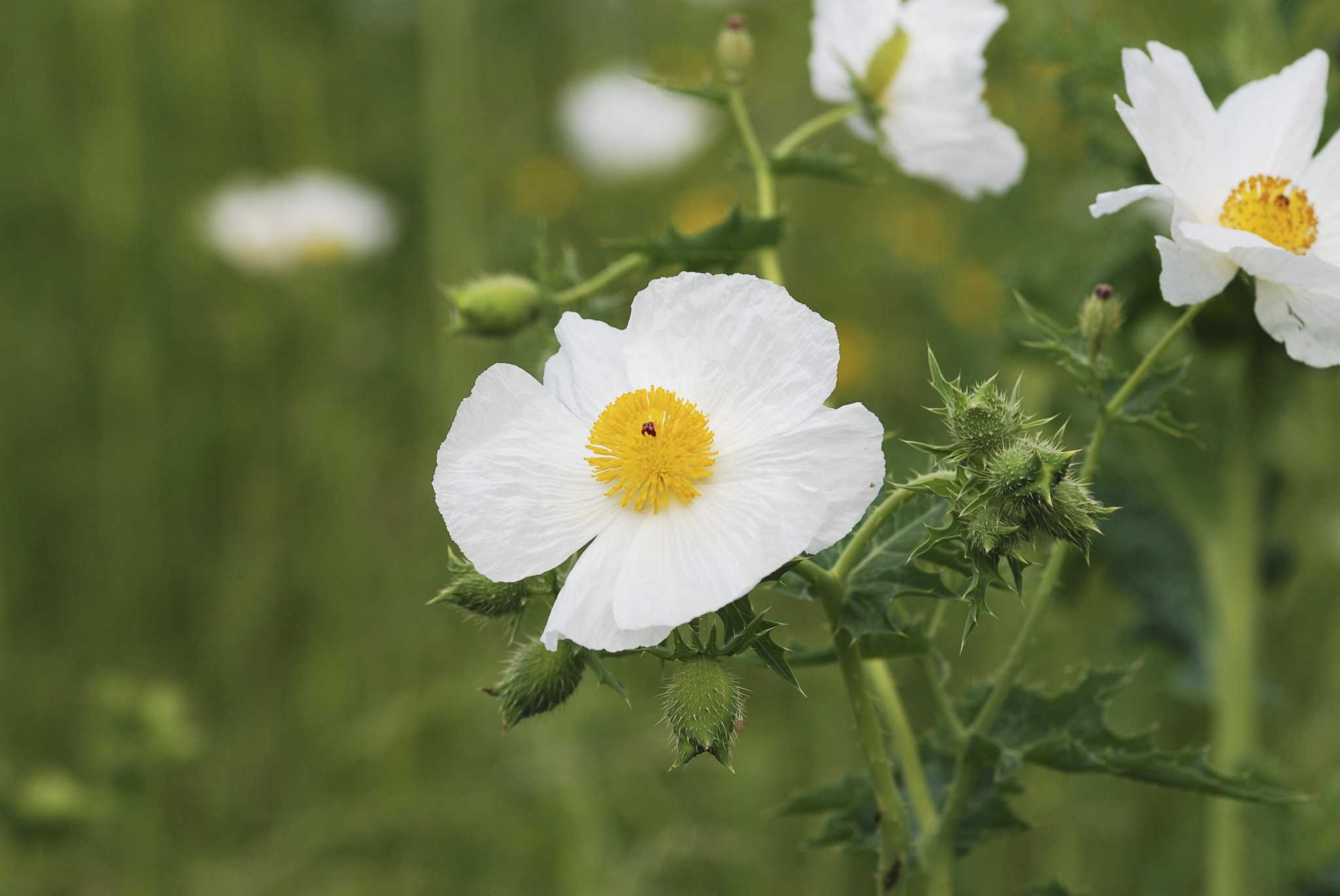 Two new wildflower guides help identify the flora of Texas