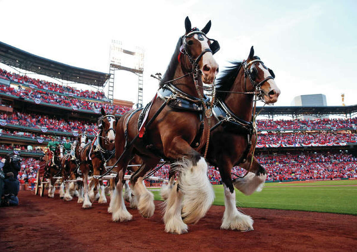 Most Engaged MLB fans: St. Louis Cardinals. PHOTO: The Budwesier Clydesdales are a fixture at St. Louis Cardinals games as the team was owned by Anheuser-Busch from 1953-1995.