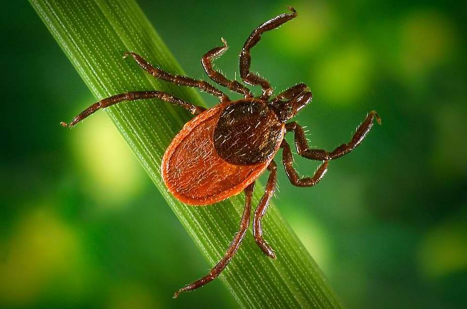 New Study Shows Where You Ll Find Ticks Around The Bay Area This