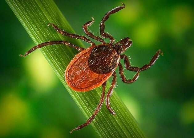 New study shows where you'll find ticks around the Bay Area this spring