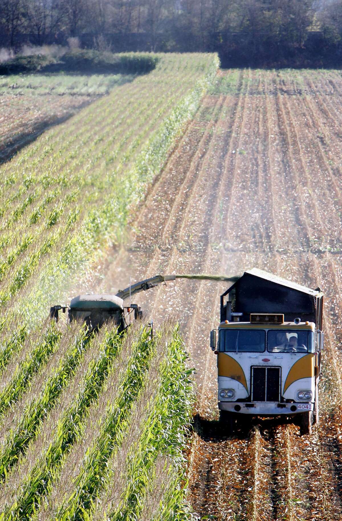 FILE - In this Monday, Oct. 31, 2005, picture, a harvester works through a field of genetically modified corn on the dairy farm owned by Al Lafranchi, near Santa Rosa, Calif. Scientists are far less worried about genetically modified food, pesticide use, and nuclear power than is the general public, according to matching polls of both the general public and the country's largest general science organization. (AP Photo/Rich Pedroncelli, File)