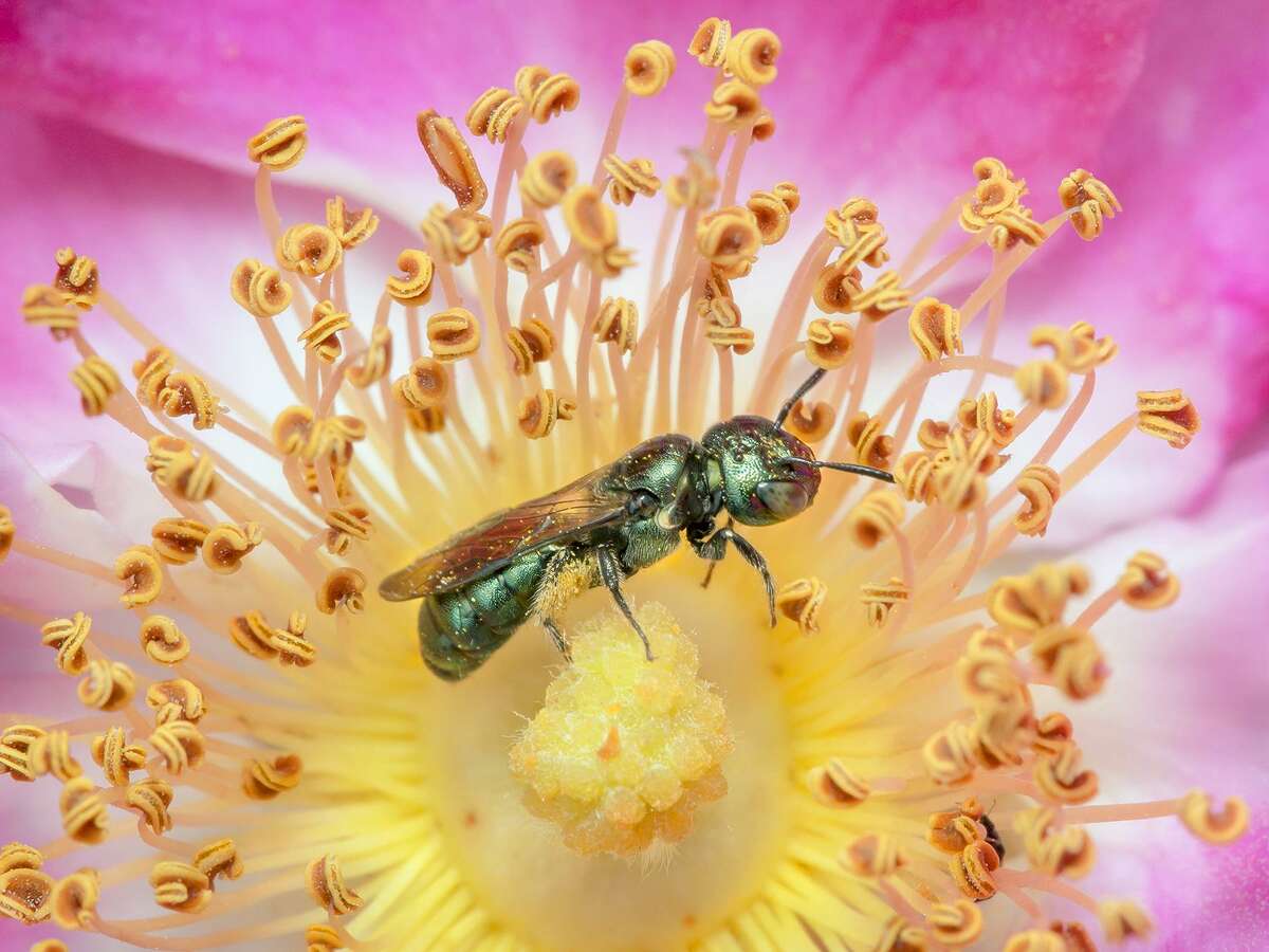 "Small Carpenter Bee on Wild Rose." Copyright Sharp-Eatman Nature Photography.