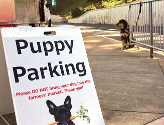 farmers market puppy