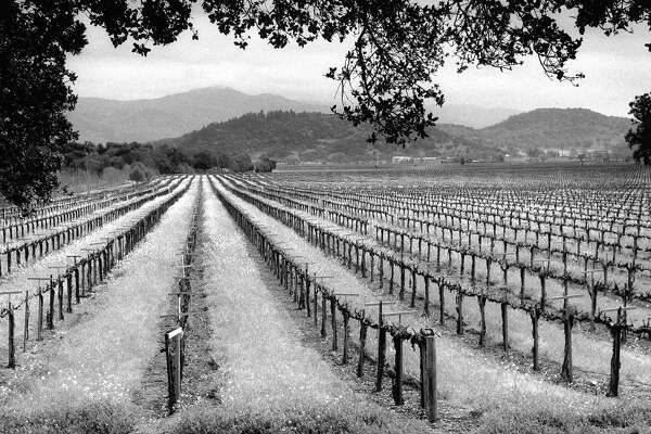 Battle For Napa Valleys Future Proposed Curb On Vineyards - 