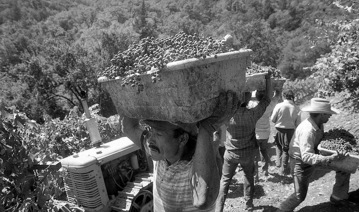 Grapes being harvested at Newton Vineyards high above St. Helena, September 4, 1986.