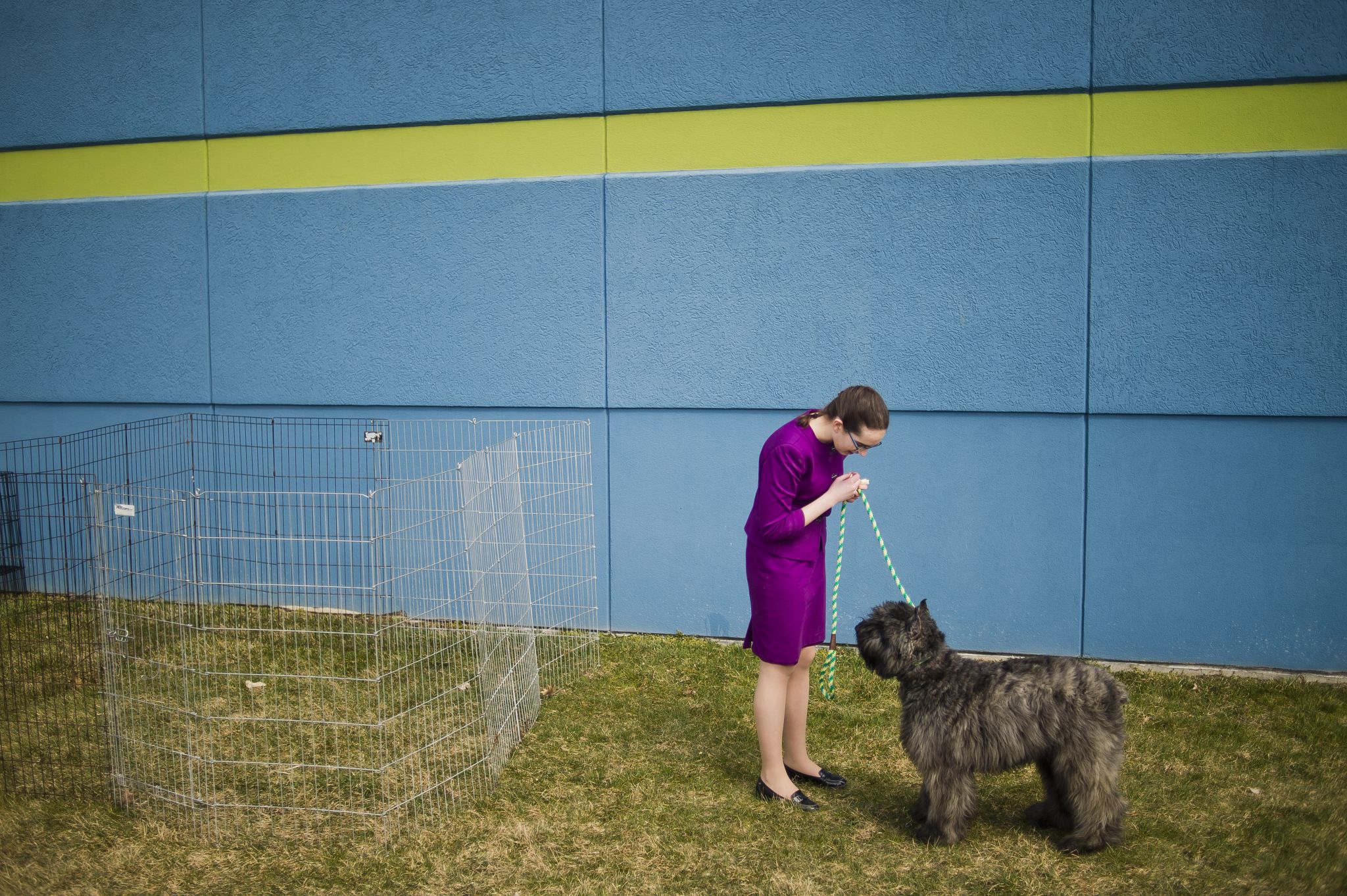 burch kennel club mini huskies