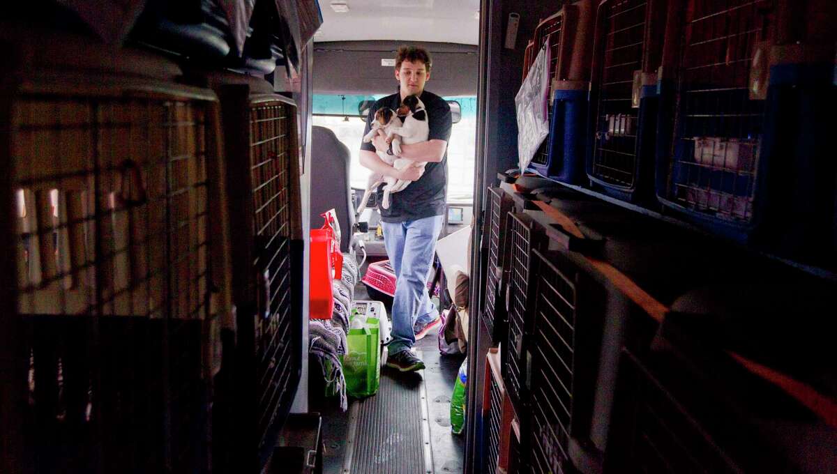 Miller Friedman carries puppies to be transported as Houston PetSet and other animal organizations loaded several hundred cats and dogs found during Hurricane Harvey onto a custom bus to be transported from the Montgomery County Animal Shelter to various homes in Illinois, Wisconsin and Minnesota, Saturday, April 7, 2018, in Conroe.
