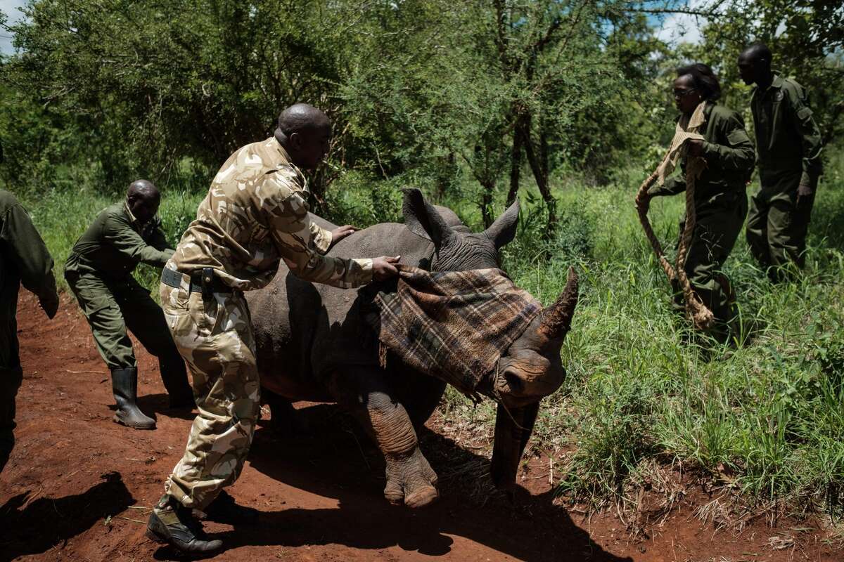 A ranger of Kenya Wildlife Services (KWS) tries to calm down a young female Southern white rhino, Elia, after being shot a tranquilizer from a helicopter during Kenya Wildlife Services (KWS) rhino ear notching exercise for identification at Meru National Park, 350 km from Nairobi, Kenya, on April 5, 2018.