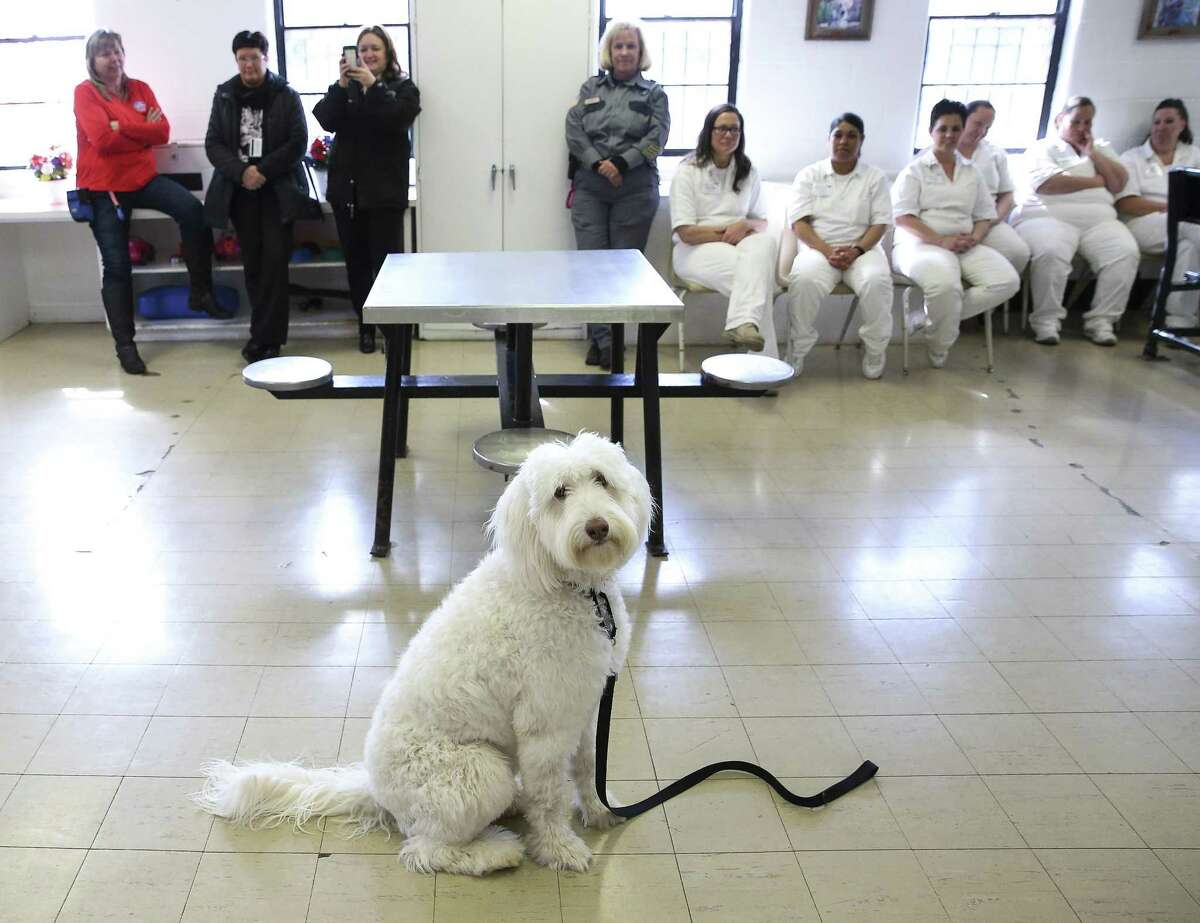 Inmates train service dogs for vets, learn new skills