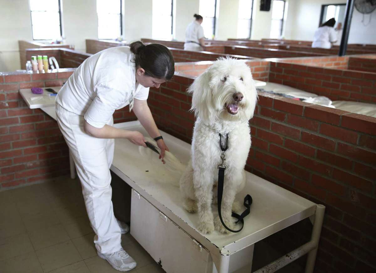 Inmates train service dogs for vets, learn new skills themselves