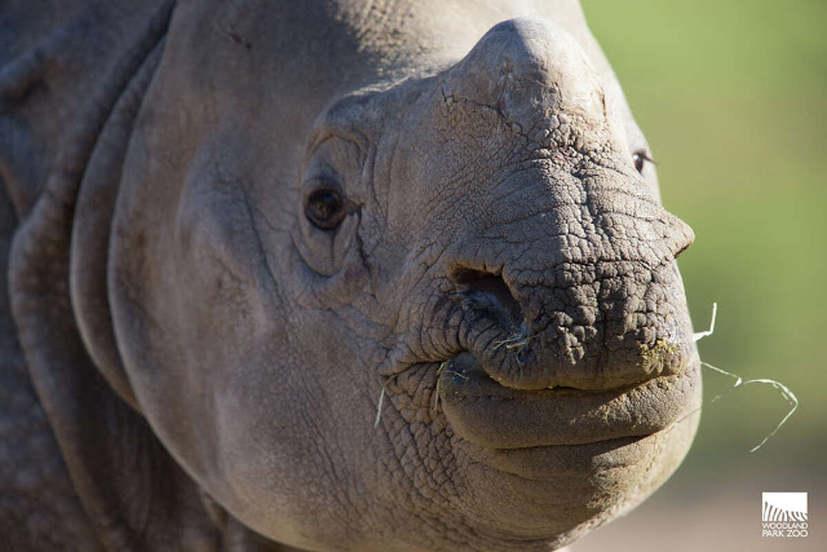 Taj, a male, one-horned rhinoceros, will make his public debut at the Woodland Park Zoo on May 5 after coming to Seattle from San Diego, where he was born in 2016.