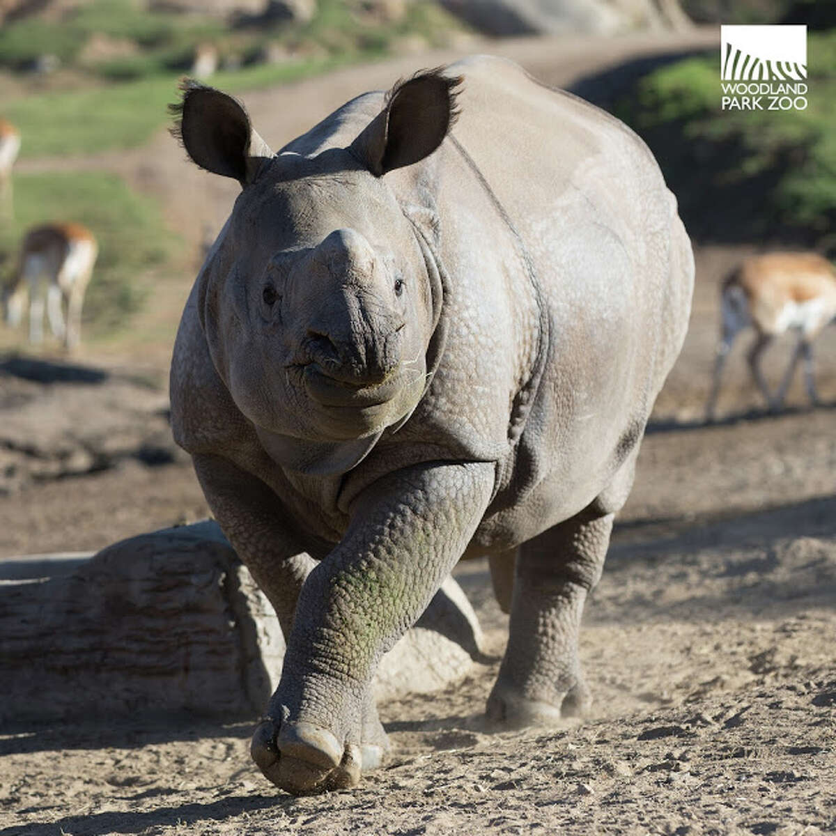 Woodland Park Zoo welcomes rhino Taj