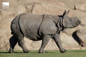 Woodland Park Zoo welcomes rhino Taj