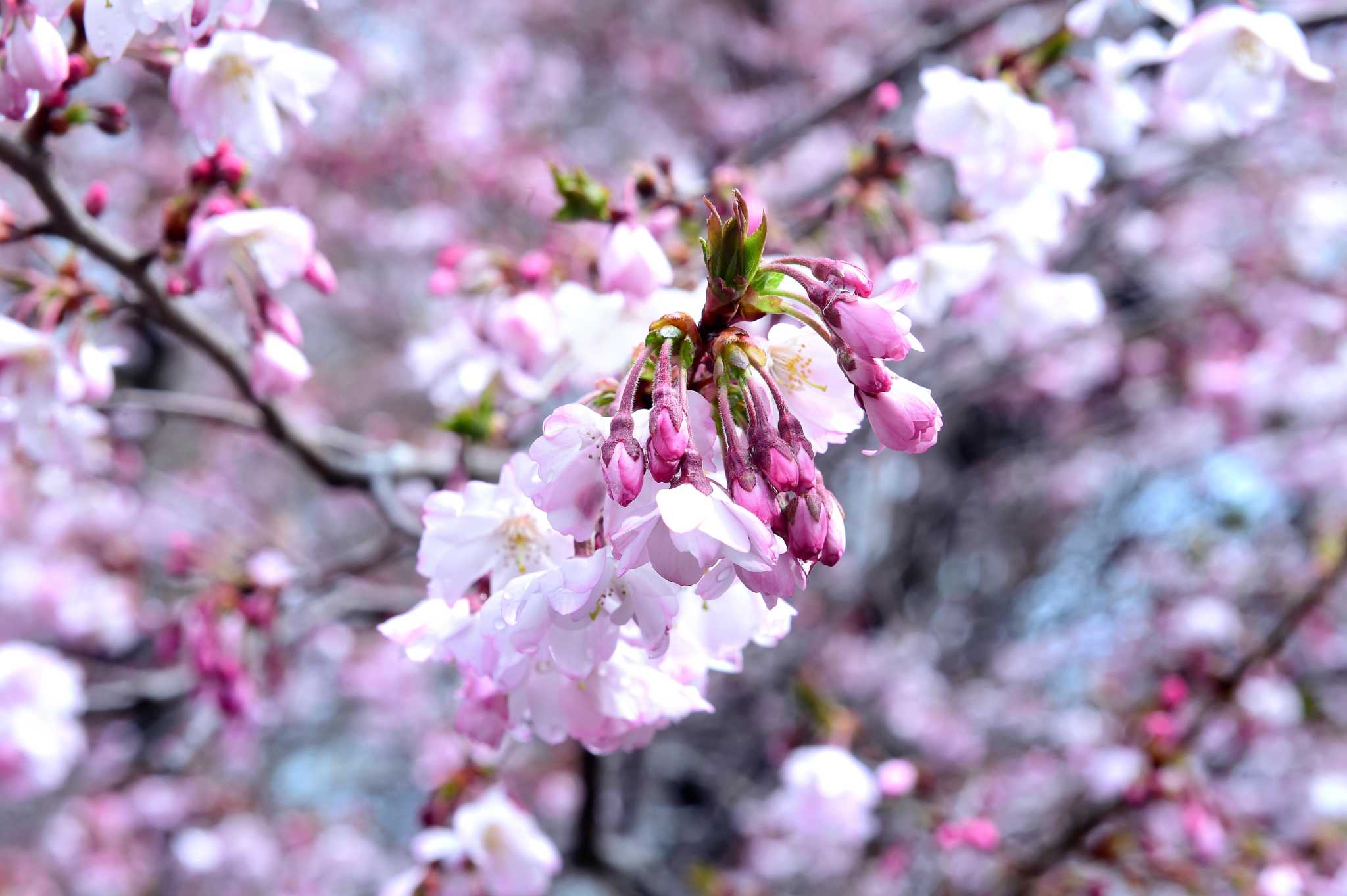 Busy busy day after Christmas. Custom cherry blossoms, red…