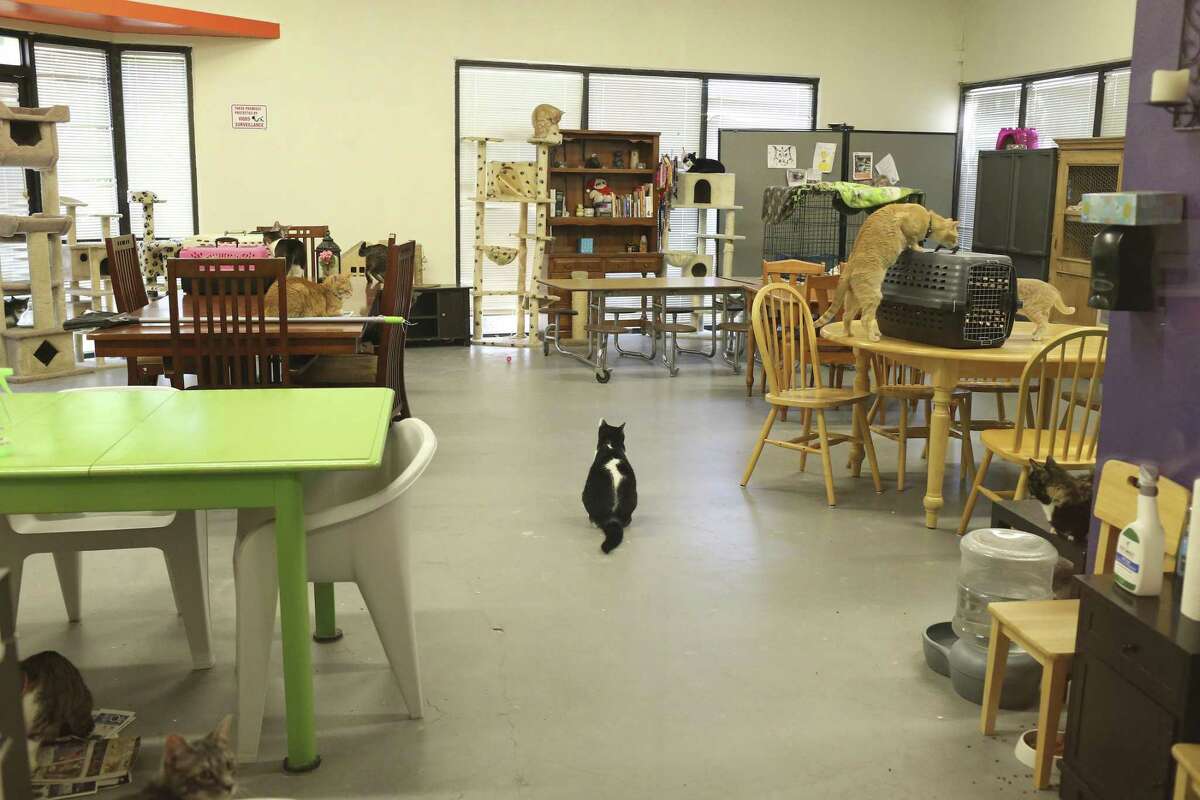 Cats hang out at the San Antonio Cat Cafe, Tuesday, April 10, 2018. In a Facebook post, a former San Antonio Cat Cafe employee alleges cats dying at the cafe, a ringworm-infested kitten coup, and late paychecks.